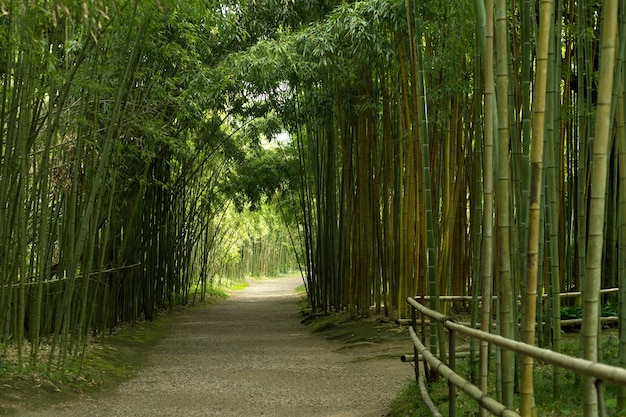 Verde bosco di bambù con un arco alla fine del sentiero