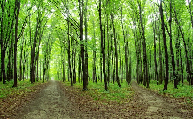 verde bosco