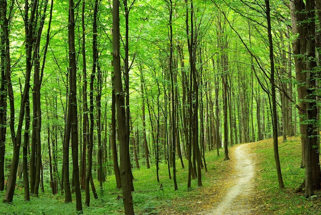 verde bosco