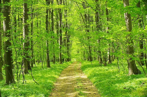 verde bosco