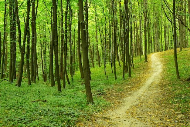 verde bosco