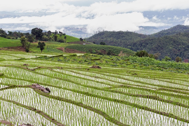 Verde campo di riso terrazzato in Pa Pong Pieng, Mae Chaem, Chiang Mai, Thailand