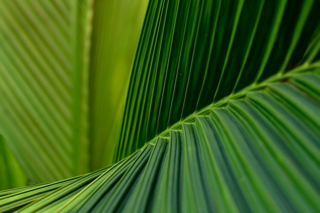 Verde carta da parati