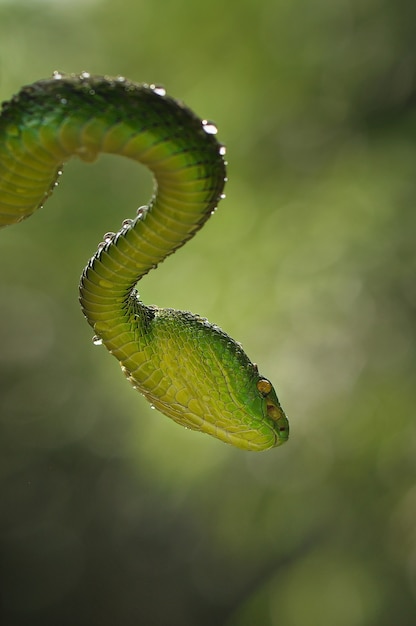 Verde coda rossa Trimeresurus albolabris