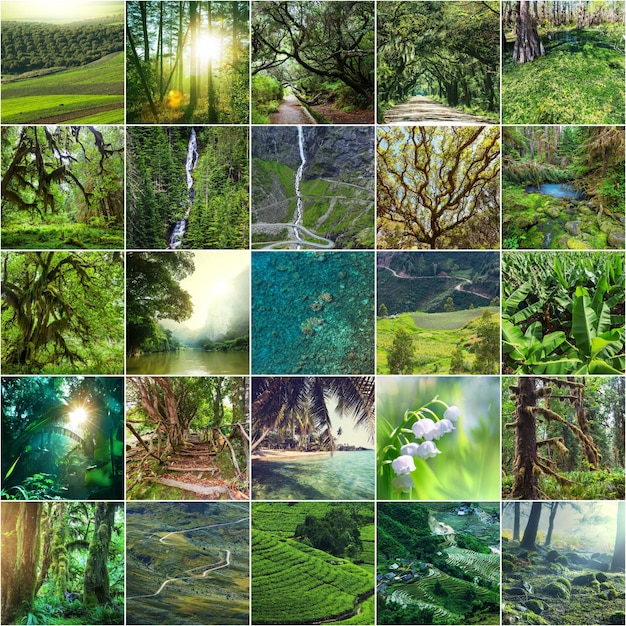 verde collage