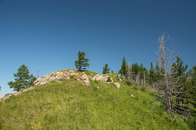 Verde collina con alberi sotto il cielo blu chiaro