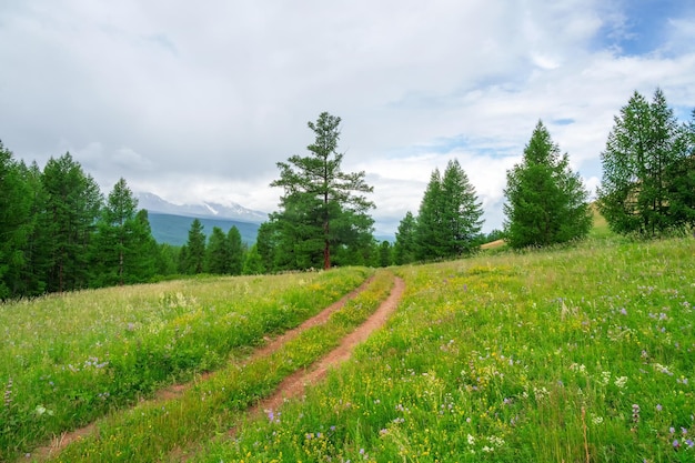 Verde e suggestivo scenario forestale con strada sterrata tra gli abeti in montagna Bella vista estiva luminosa sugli alberi di conifere nei boschi