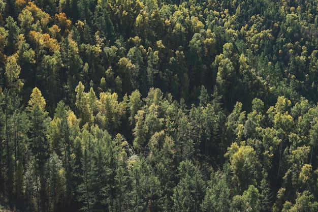 Verde fitto bosco di conifere autunnali in montagna, abeti e pini, con texture naturale