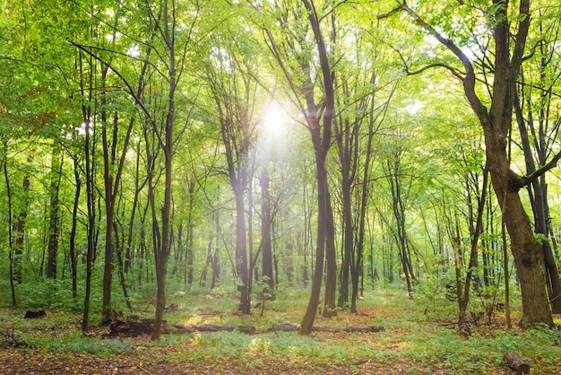 Verde foresta con alberi autunnali sentiero e luce solare attraverso le foglie