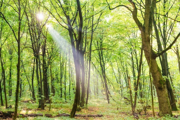 Verde foresta con alberi autunnali sentiero e luce solare attraverso le foglie