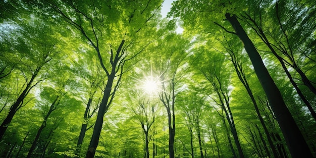 Verde foresta di faggi che guardano i raggi del sole splendenti