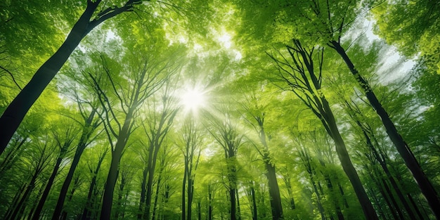 Verde foresta di faggi che guardano i raggi del sole splendenti