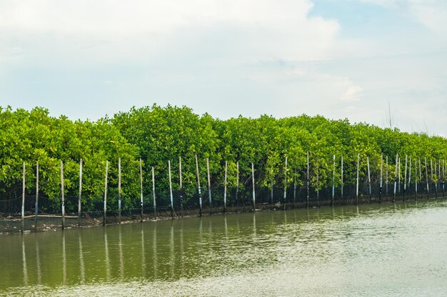 Verde foresta di mangrovie dalla spiaggia di Tirang Semarang Central Java Indonesia