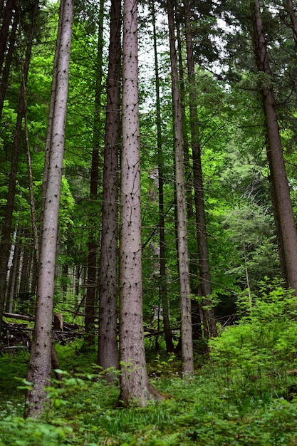 Verde foresta estiva senza persone, animali e uccelli.