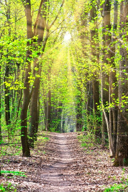 Verde foresta primaverile