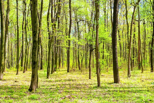 Verde foresta primaverile