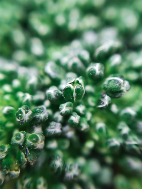 Verde fresco cavolo broccoli cibo vegetale macro foto texture di sfondo