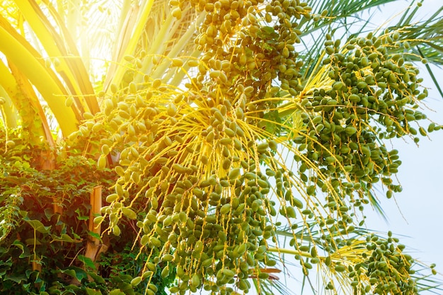 Verde giovane palma da datteri in giornata di sole si chiuda