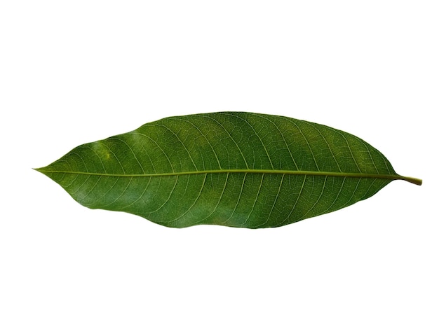 Verde Mangifera indica o foglie di mango su sfondo bianco