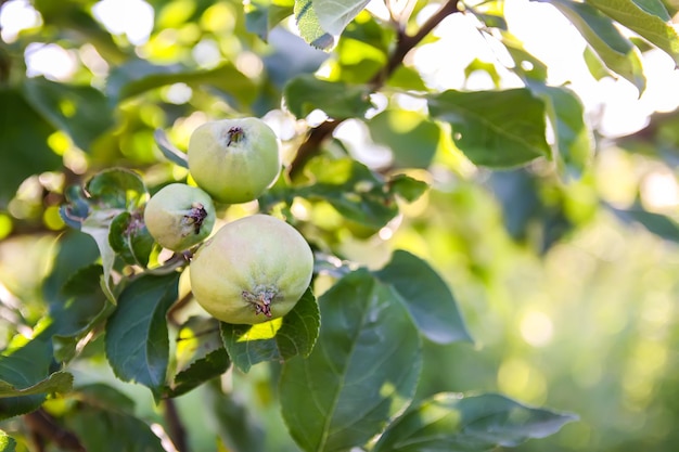 Verde mela acerba frutti su albero in una soleggiata giornata estiva in campagna