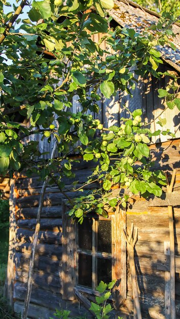 Verde mela acerba frutti su albero in una soleggiata giornata estiva in campagna.