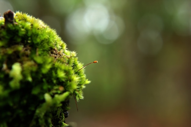 Verde muschio in natura sull&#39;albero