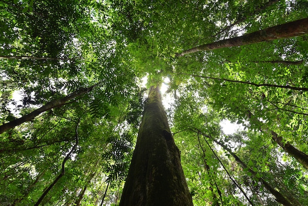 Verde naturale nella foresta