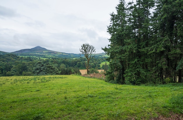 Verde paesaggio calmo nel parco di Wicklow