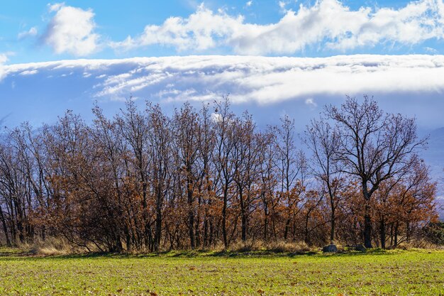 Verde paesaggio collinare con alberi spogli e alte montagne innevate.