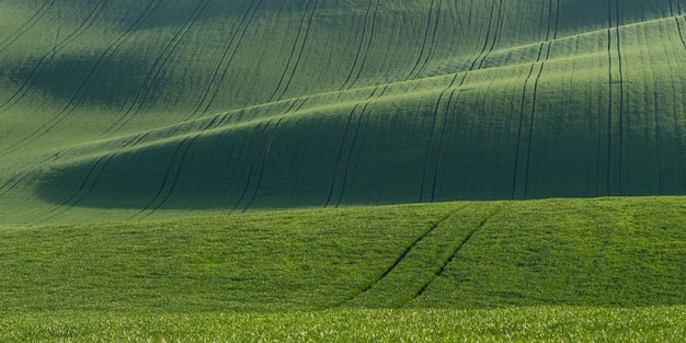 Verde paesaggio estivo con campi sulle colline