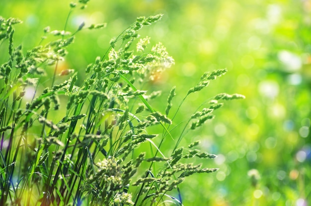 Verde perfetto per l'erba fresca