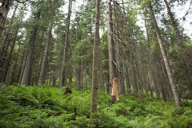 Verde pineta di montagna. Sfondo verde e fauna selvatica