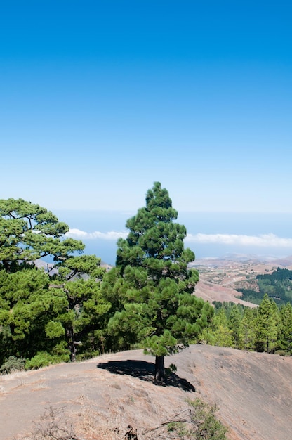 verde pineta sotto il cielo azzurro su una montagna