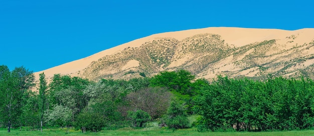 Verde vallata fiorita con una grande duna di sabbia sullo sfondo