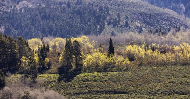 Verdi alberi e montagne nel paesaggio americano