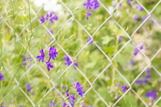 Verdi con fiori blu sullo sfondo della griglia.