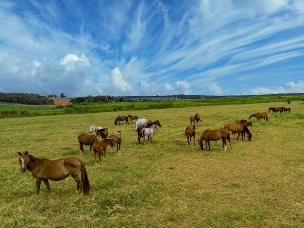 Verdi pascoli di allevamenti di cavalli. Paesaggio estivo di campagna.