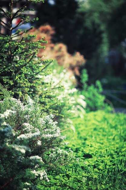 Verdi primaverili luminosi all'alba nella foresta. La natura prende vita all'inizio della primavera.