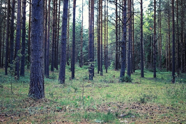 Verdi primaverili luminosi all'alba nella foresta. La natura prende vita all'inizio della primavera.