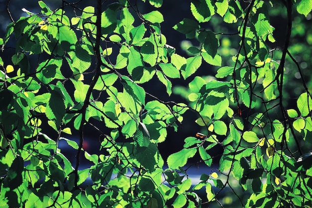 Verdi primaverili luminosi all'alba nella foresta. La natura prende vita all'inizio della primavera.