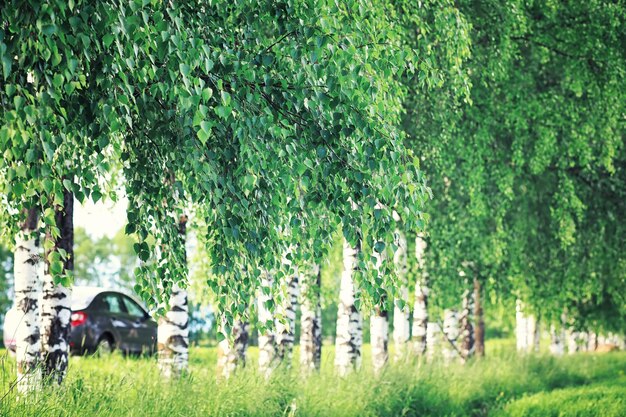 Verdi primaverili luminosi all'alba nella foresta. La natura prende vita all'inizio della primavera.