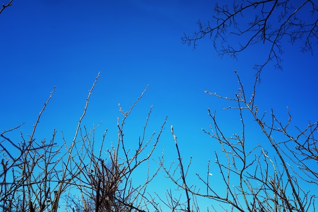 Verdi primaverili luminosi all'alba nella foresta. La natura prende vita all'inizio della primavera.