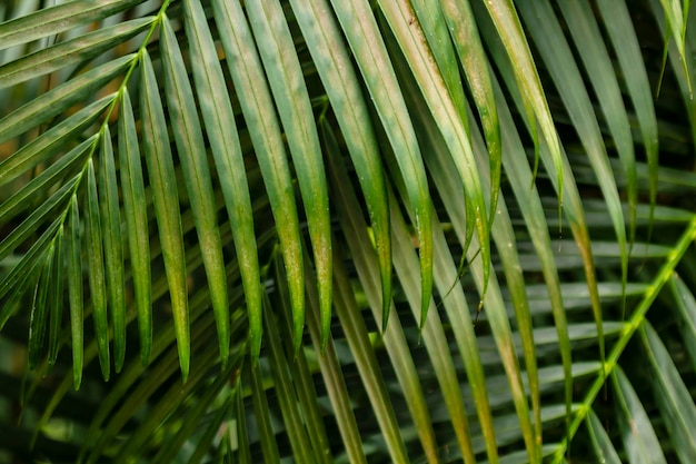 Verdi rami di palme alla luce del giorno