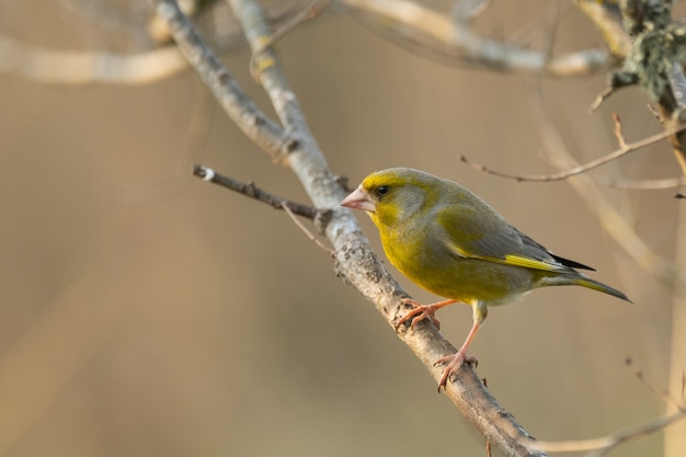 Verdone europeo Carduelis chloris, allo stato selvatico.