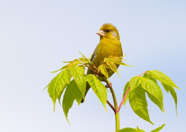 Verdone europeo Chloris chloris L'uccello si siede sulla cima di un giovane albero