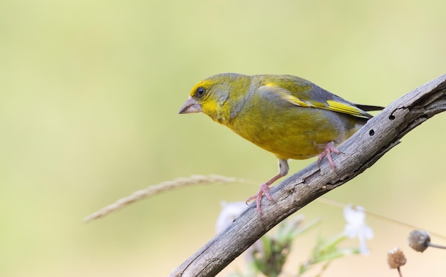 Verdone europeo Chloris chloris Un uccello si siede su un ramo e guarda in lontananza