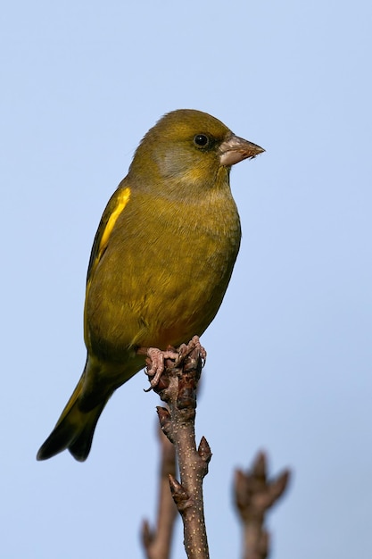 Verdone europeo Chloris chloris