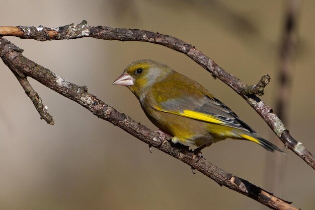 Verdone europeo Chloris chloris