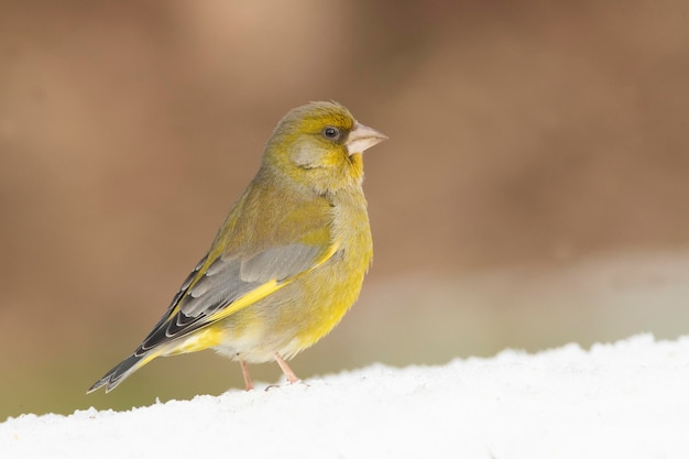 Verdone europeo maschio in una foresta di querce in cerca di cibo dopo una nevicata in un gennaio freddo