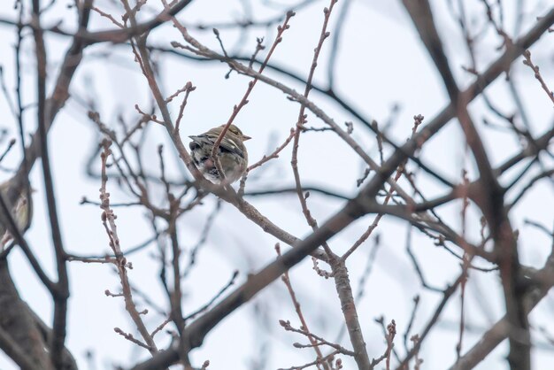 Verdone femmina (Chloris chloris) su albero, orario invernale Verdone europeo